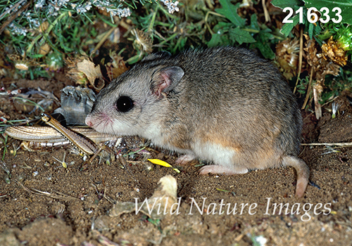 Onychomys-leucogaster Northern-Grasshopper-Mouse