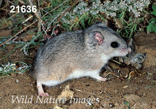 Onychomys-leucogaster Northern-Grasshopper-Mouse