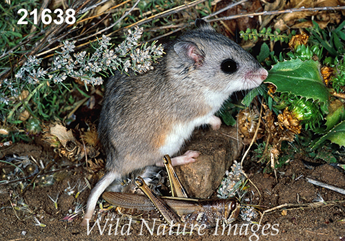 Onychomys-leucogaster Northern-Grasshopper-Mouse