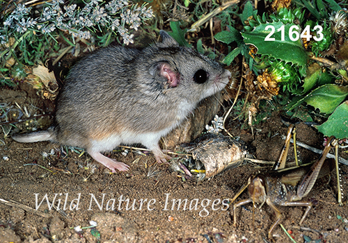 Onychomys-leucogaster Northern-Grasshopper-Mouse