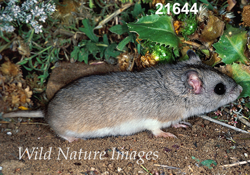 Onychomys-leucogaster Northern-Grasshopper-Mouse