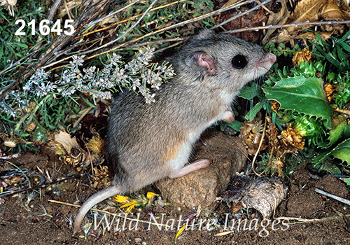 Onychomys-leucogaster Northern-Grasshopper-Mouse