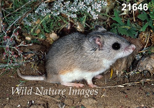 Onychomys-leucogaster Northern-Grasshopper-Mouse