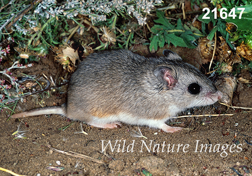 Onychomys-leucogaster Northern-Grasshopper-Mouse