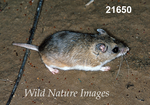 Onychomys-leucogaster Northern-Grasshopper-Mouse