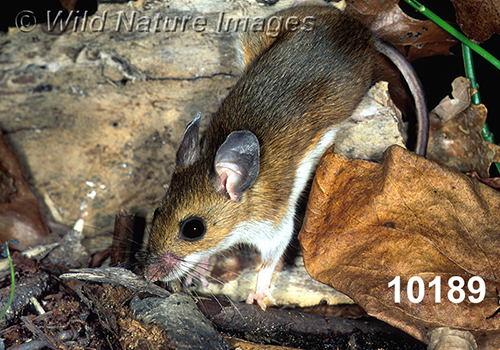 Peromyscus-leucopus-noveboracensis