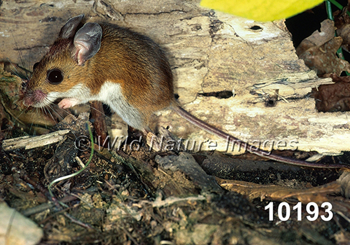 Peromyscus-leucopus-noveboracensis