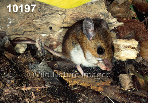 Peromyscus-leucopus-noveboracensis