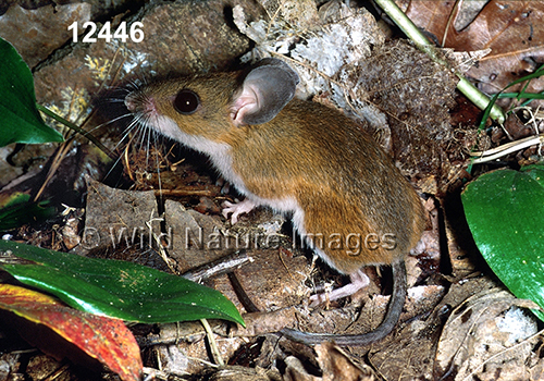 Peromyscus-leucopus-noveboracensis