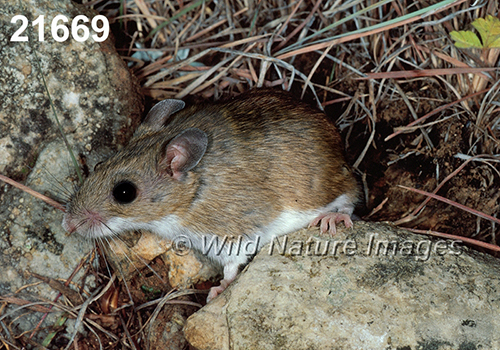 Peromyscus-leucopus-tornillo