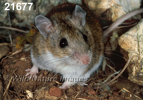 Peromyscus-leucopus-tornillo