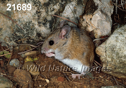 Peromyscus-leucopus-tornillo