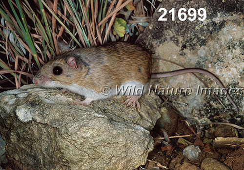 Peromyscus-leucopus-tornillo