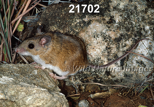 Peromyscus-leucopus-tornillo