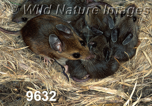 Peromyscus-leucopus-noveboracensis