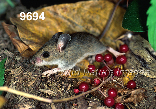 Peromyscus-leucopus-noveboracensis