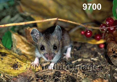 Peromyscus-leucopus-noveboracensis