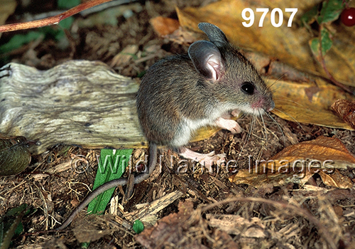 Peromyscus-leucopus-noveboracensis
