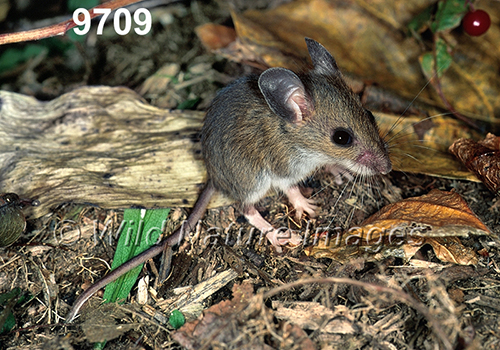 Peromyscus-leucopus-noveboracensis