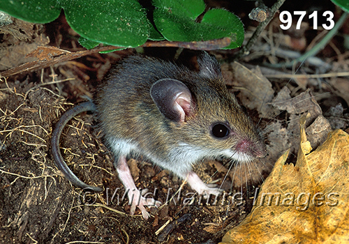 Peromyscus-leucopus-noveboracensis