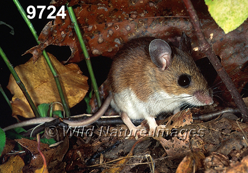 Peromyscus-leucopus-noveboracensis