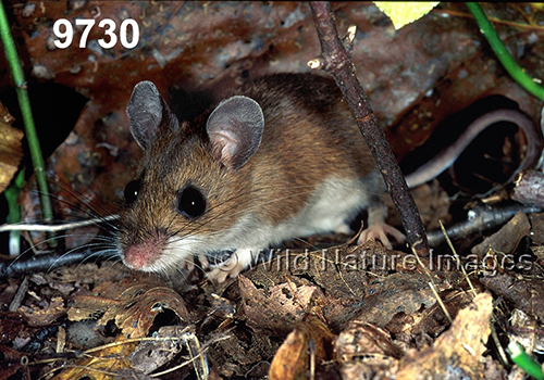 Peromyscus-leucopus-noveboracensis