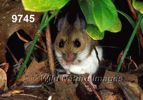 Peromyscus-leucopus-noveboracensis