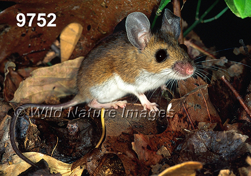 Peromyscus-leucopus-noveboracensis