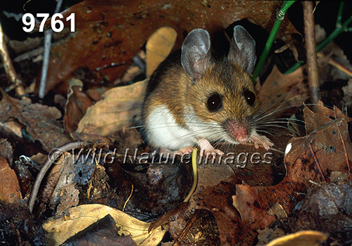 Peromyscus-leucopus-noveboracensis