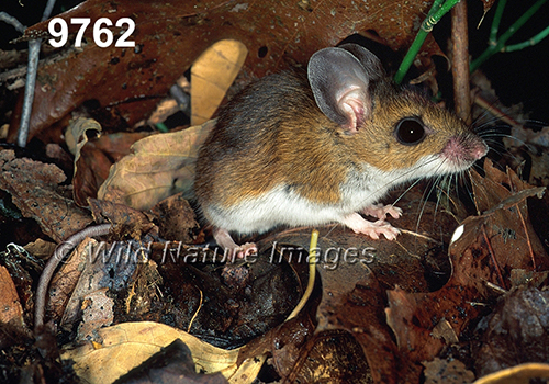 Peromyscus-leucopus-noveboracensis