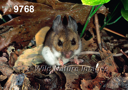 Peromyscus-leucopus-noveboracensis