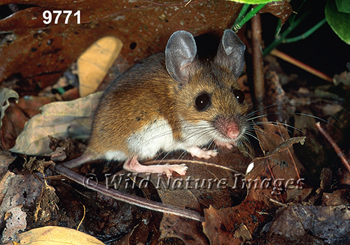 Peromyscus-leucopus-noveboracensis
