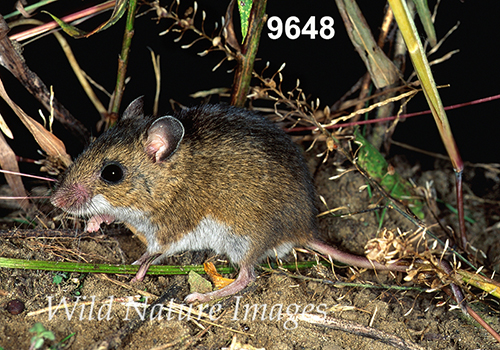 Prairie Deer Mouse (Peromyscus maniculatus bairdii)