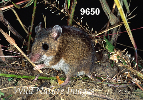 Prairie Deer Mouse (Peromyscus maniculatus bairdii)