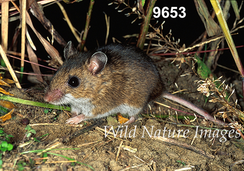 Prairie Deer Mouse (Peromyscus maniculatus bairdii)