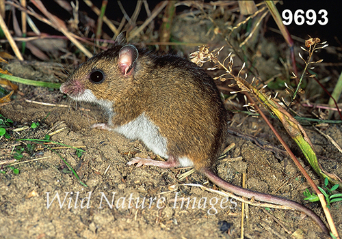 Prairie Deer Mouse (Peromyscus maniculatus bairdii)