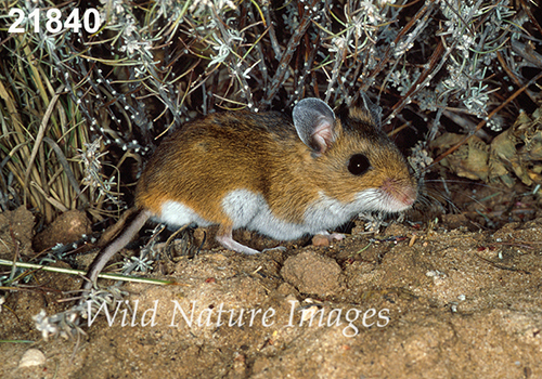 Deer Mouse (Peromyscus maniculatus luteus)