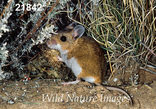 Deer Mouse (Peromyscus maniculatus luteus)