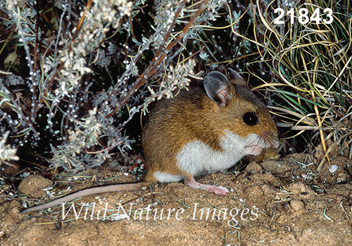 Deer Mouse (Peromyscus maniculatus luteus)