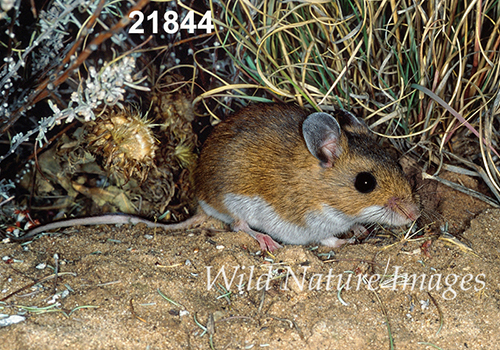 Deer Mouse (Peromyscus maniculatus luteus)