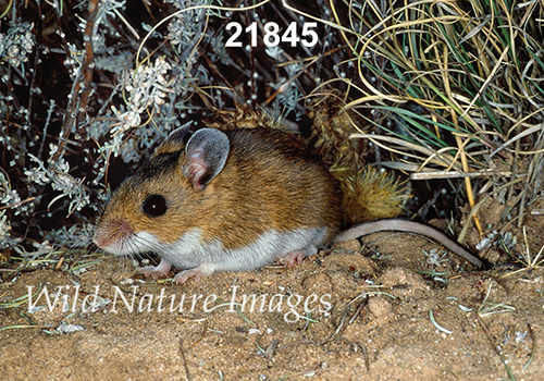 Deer Mouse (Peromyscus maniculatus luteus)