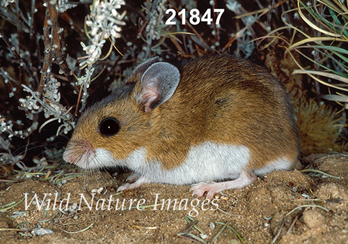 Deer Mouse (Peromyscus maniculatus luteus)