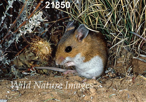 Deer Mouse (Peromyscus maniculatus luteus)