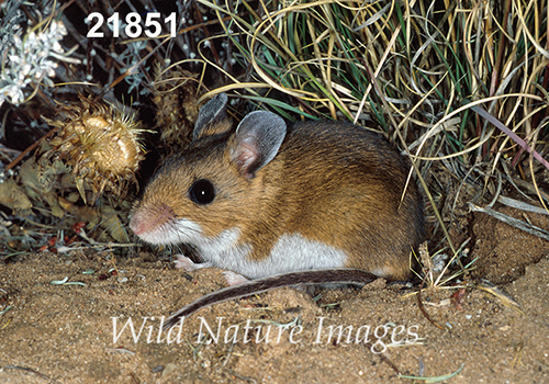 Deer Mouse (Peromyscus maniculatus luteus)