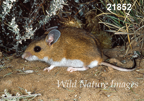 Deer Mouse (Peromyscus maniculatus luteus)