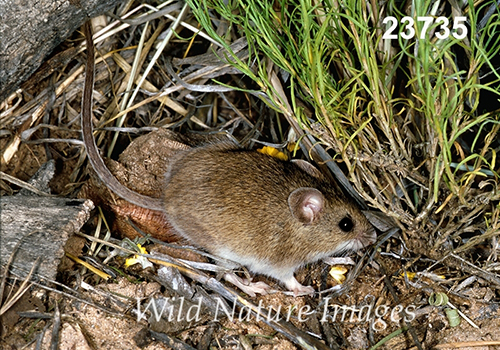 Reithrodontomys-megalotis Western-Harvest-Mouse