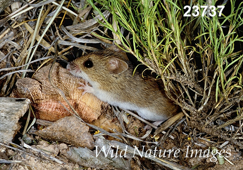 Reithrodontomys-megalotis Western-Harvest-Mouse