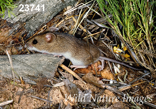 Reithrodontomys-megalotis Western-Harvest-Mouse