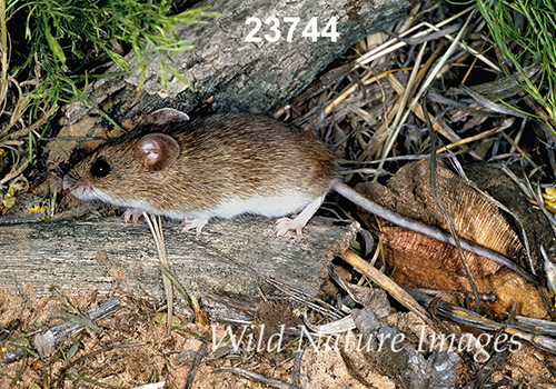 Reithrodontomys-megalotis Western-Harvest-Mouse