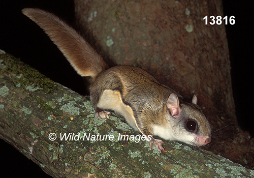 Glaucomys-volans southern-flying-squirrel